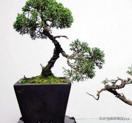 家中花草有虫,怎么办