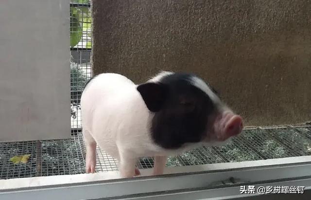 云浮市新兴县今日生猪价格-云浮市新兴县今日生猪价格表
