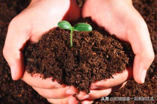 杜鹃的种植方法，杜鹃的种植方法及养护