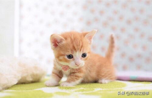 喂养两个月小猫的猫咪爱应该怎么分量,第1张