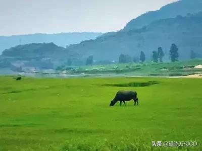 重庆看水杉的地方（重庆观赏红叶最佳地？）