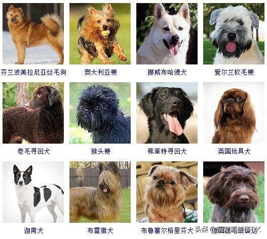 北京古牧?北京古牧犬舍!