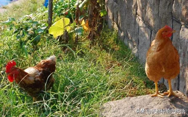一斤到两斤鸡苗批发市场 怎么养殖家鸡？