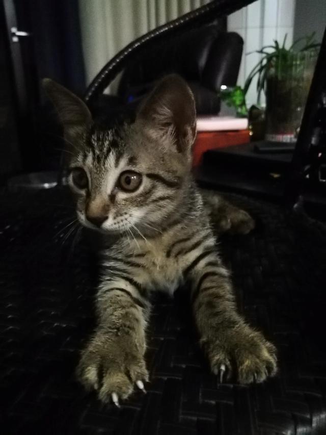 普及知识：如何让猫咪记住自己的名字,第18张