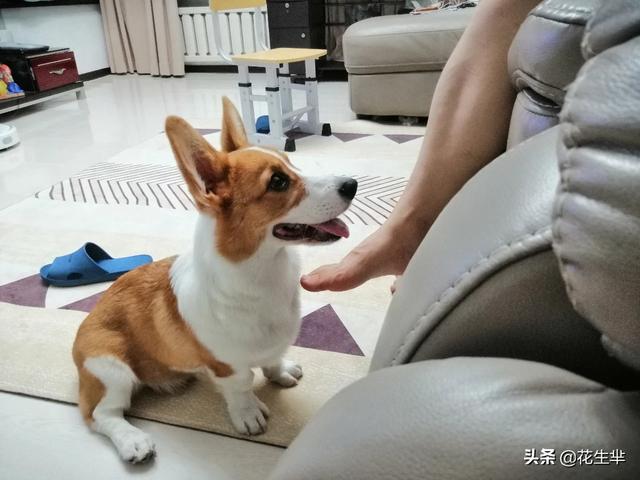 两个月的小狗可以吃什么,第8张