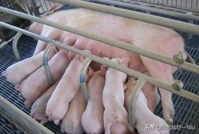 如东猪价会不会涨-如东猪价今日什么价格