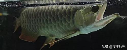 寵物魚種類?寵物魚種類圖片大全和名字!