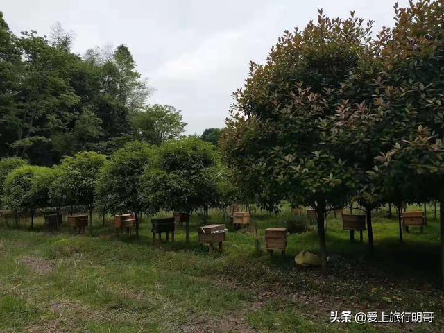 花卉图片素材 种植高清