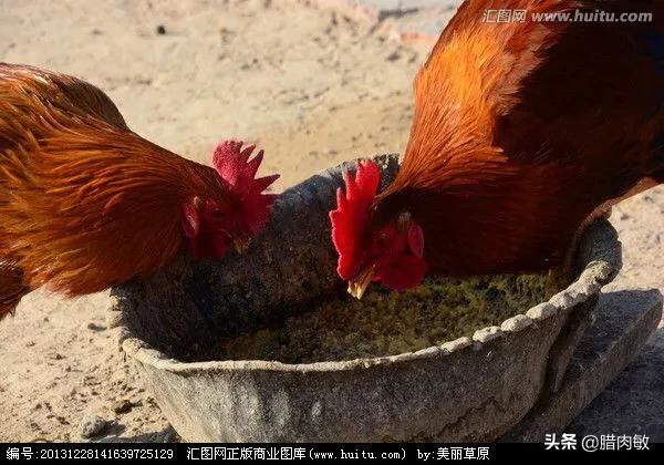 鸡饲料添加-鸡饲料添加剂概念股