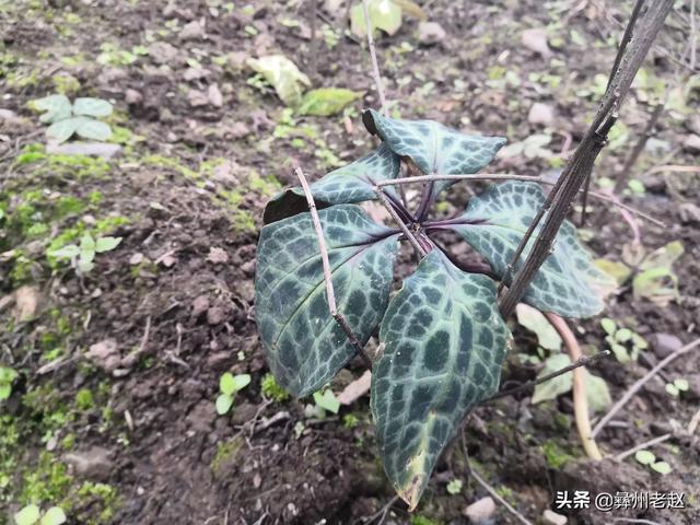 苗木种植实施方案模板-苗木种植实施方案模板范文