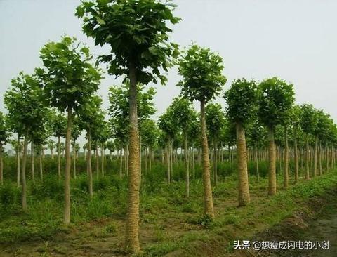 绿化植物种植-绿化植物种植面积怎么算