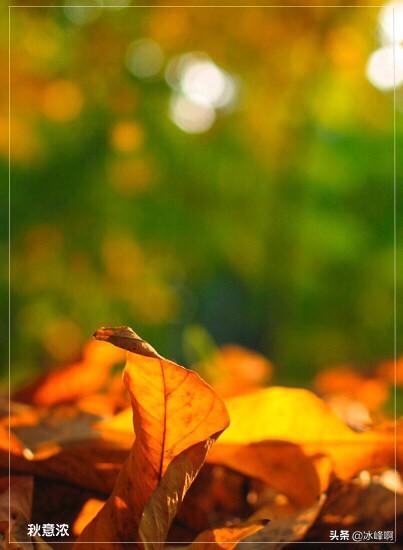 武汉市枫叶街是哪个区