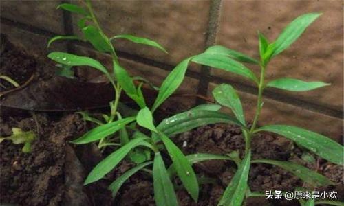 康乃馨种子种植方法，康乃馨种子种植方法和时间