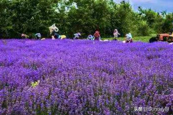 薰衣草的花语?薰衣草的花语是什么!