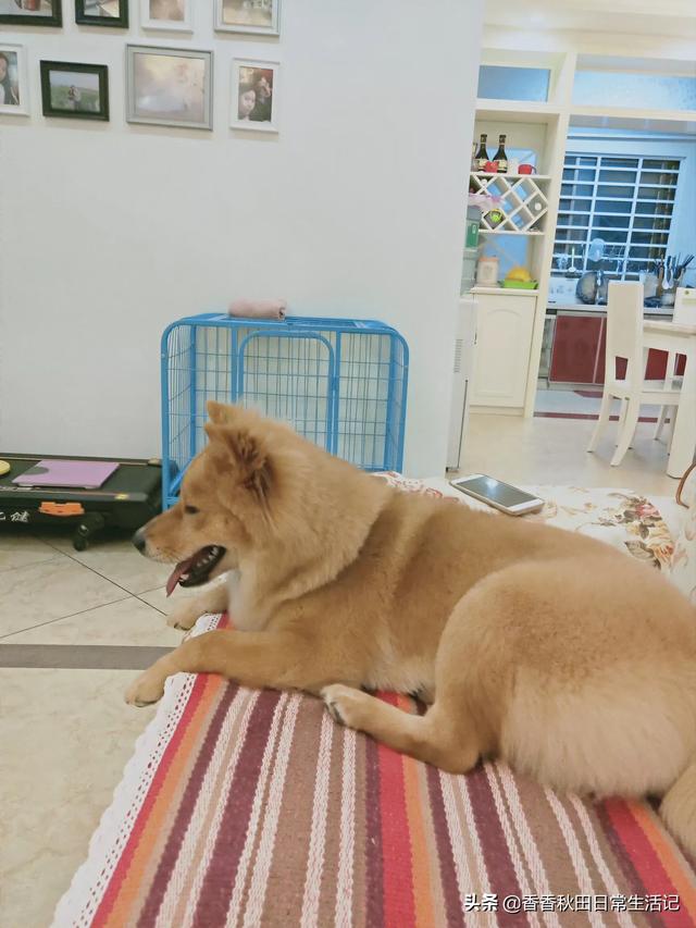 求助-拉布拉多幼犬怎么训练去卫生间大小便,第6张