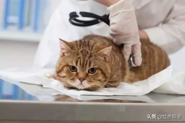 被宠物猫抓了有哪些症状，被宠物猫抓了有哪些症状图片