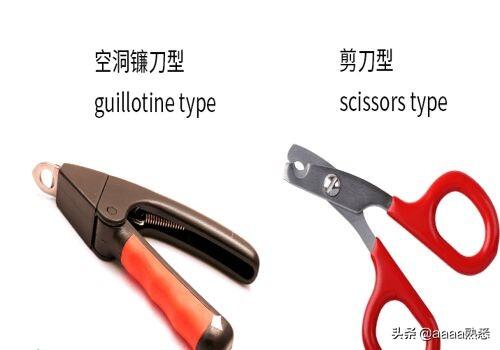 如何给狗狗剪指甲(如何给狗狗剪指甲不动)