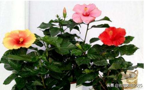 木槿花怎么养活-木槿花怎么养活的