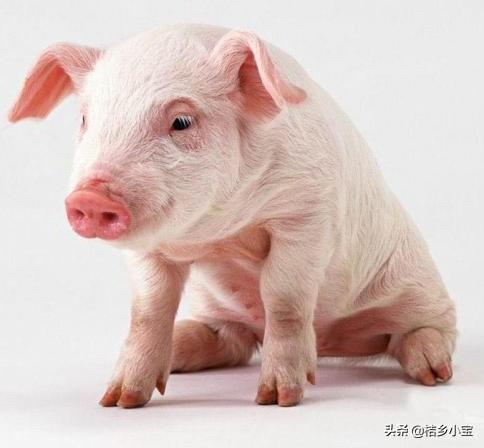 朝阳市猪价格今日猪价-朝阳县今日猪价