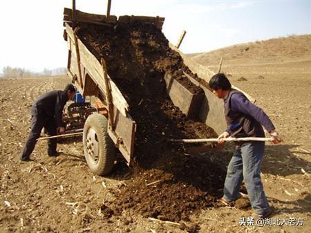 果园种植水稻用什么化肥,果园种植水稻用什么化肥最好