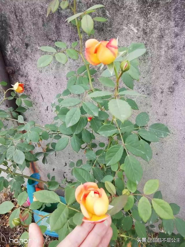 室内种植花卉的作用? 室内种植花卉的作用是什么!