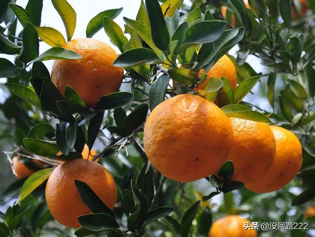 永春芦柑是怎么出名的？