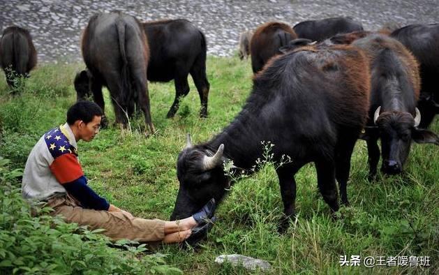 农村个人养殖申请补贴申请书 贫困户养殖有补贴吗？