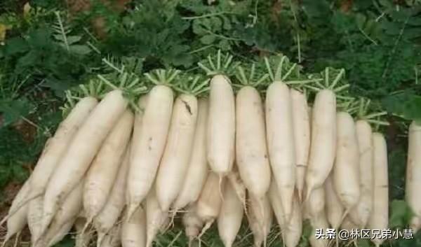 植物有哪些（植物大全100种）