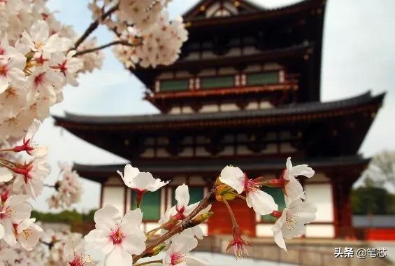 樱花树图片唯美（樱花树图片唯美大全）