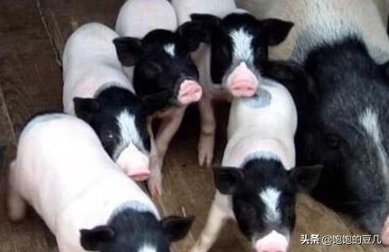 2025年养什么动物最赚钱 养那些动物最值钱？