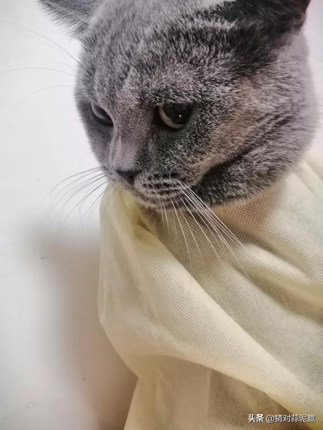 普及知识：如何让猫咪记住自己的名字