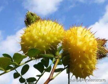 野刺溜泡酒有什么功效
