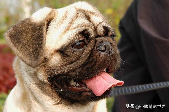 八哥狗?八哥狗狗照片!