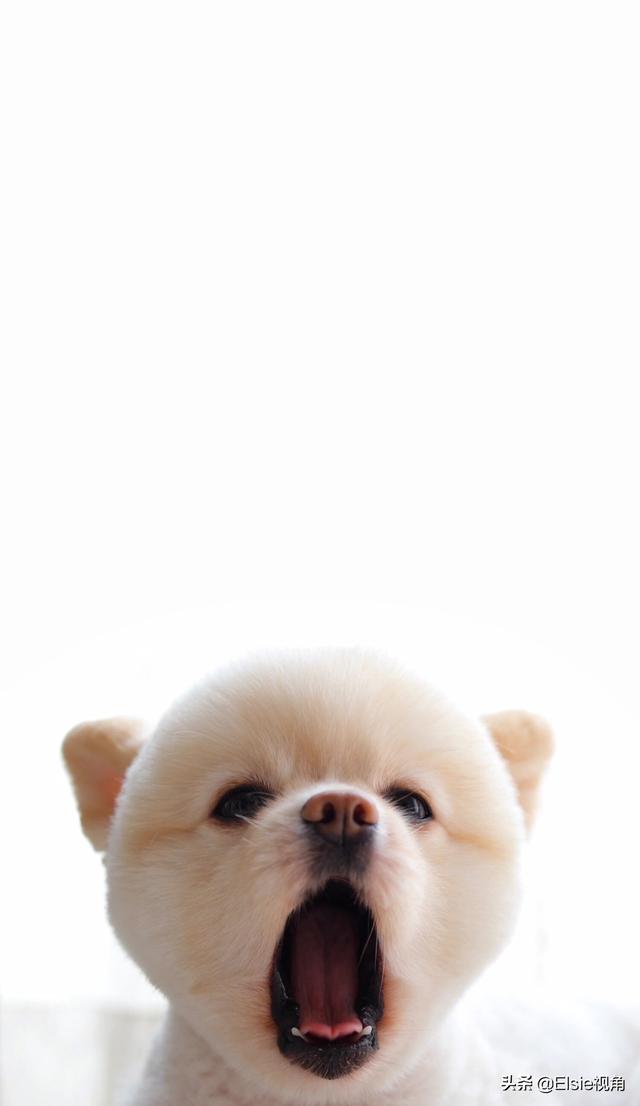 狗狗被打害怕了不跟我亲近了，怎么办啊，着急，求帮忙,第1张