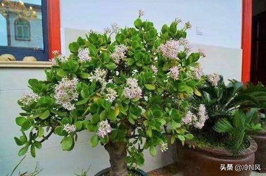 发财树开花图片发财树开花图片大全