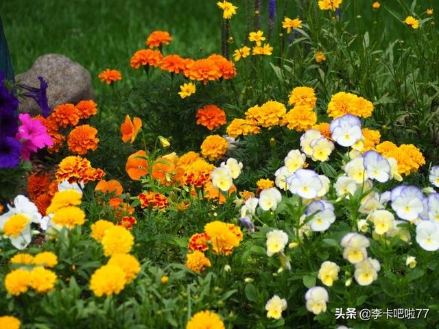 花的说说花的说说 短语 朋友圈