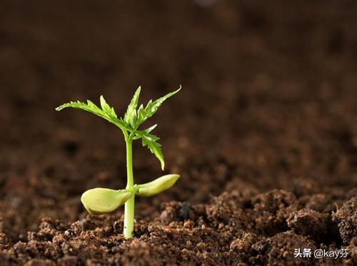 庭院花卉种植步骤?庭院花卉种植步骤!