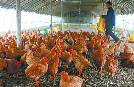 30种菜的做法大全视频(图2)