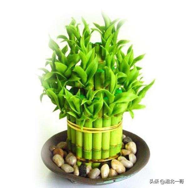 富贵竹怎么养才好? 富贵竹怎么养才好看才漂亮!