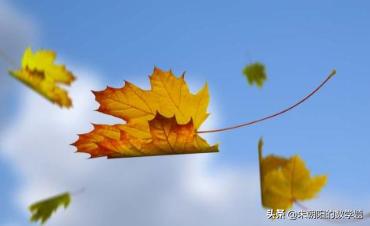 关于花草,关于花草的现代诗