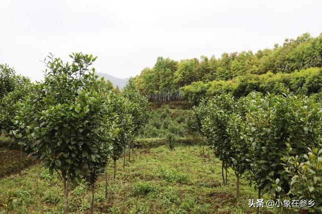 苗木种植施工工艺 施肥方案