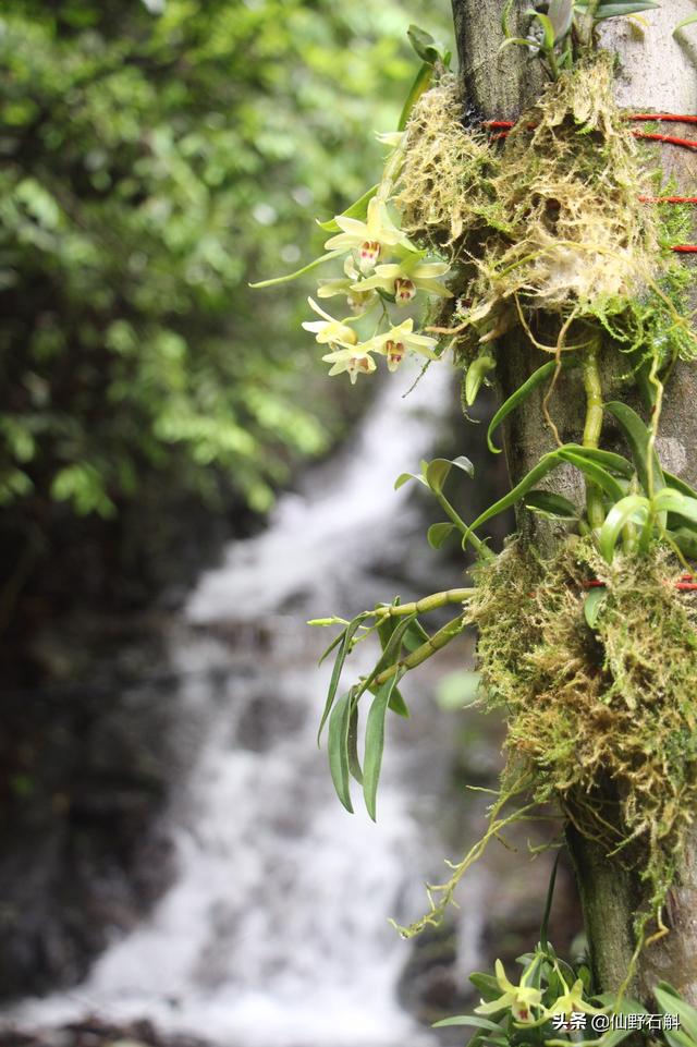 种植花木前景怎样