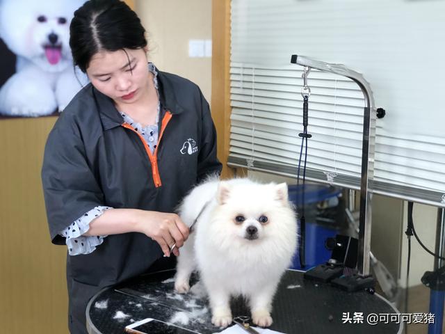 上海寵物美容培訓學校?上海寵物美容培訓學校哪家好!