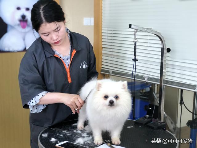 济南学习宠物美容价格，济南哪里学宠物美容好