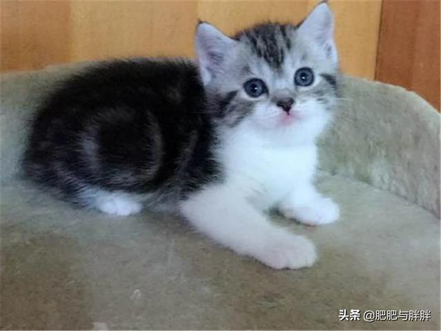 救小动物功德无量的句子？萌趣医院剧情？