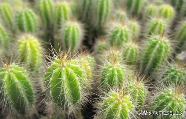 望梅止渴，谈梅止渴，话梅止渴是什么反射是什么反射,第2张