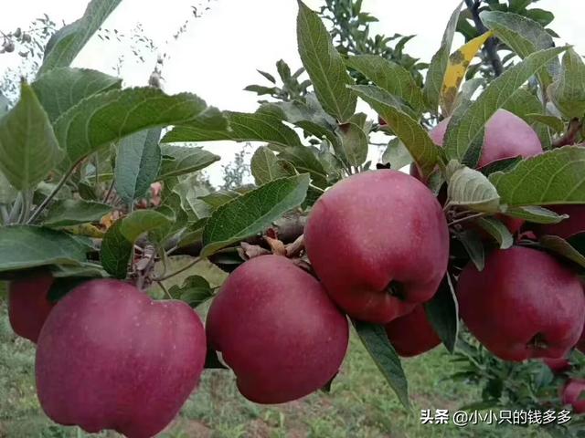 果园种植多样性建议,果园种植多样性建议怎么写