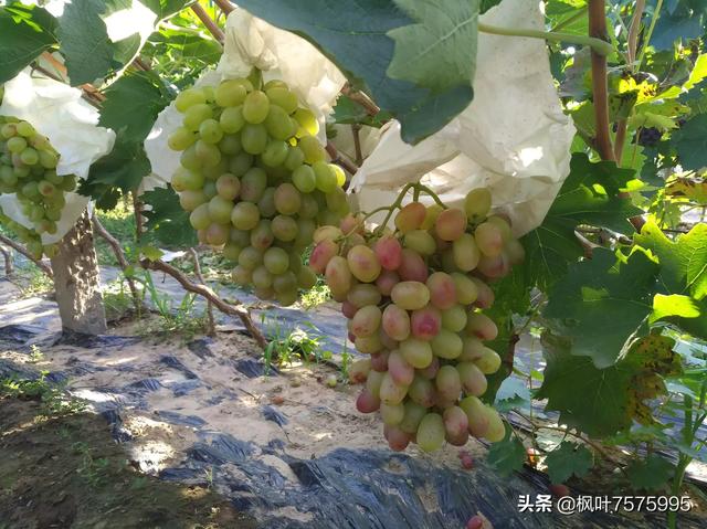 适合阳台种植的葡萄,适合阳台种植的葡萄品种