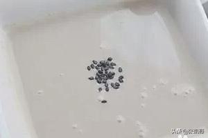 [豆浆机做米糊]豆浆机米糊的做法？