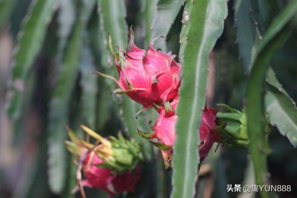 阳台种植火龙果,阳台种植火龙果怎么管理